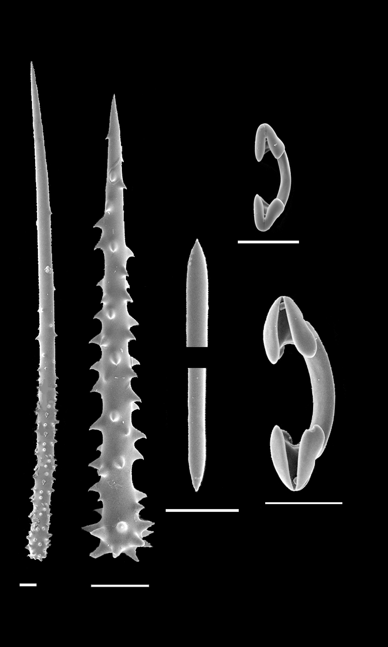 image: Hymedesmia peachii. Scanning Electron Micrograph of spicules.